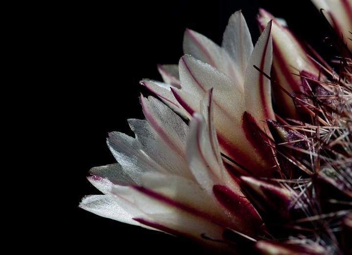Barrell Cactus Flower 0243.jpg - Copyright 2010 DonJacobson
